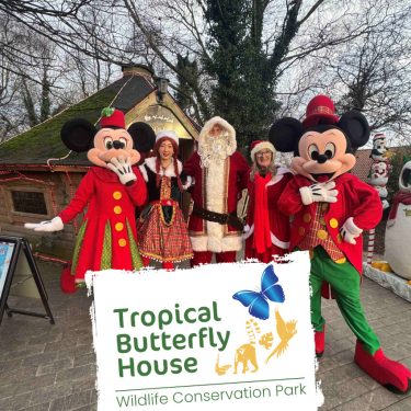 Magical Christmas Experience